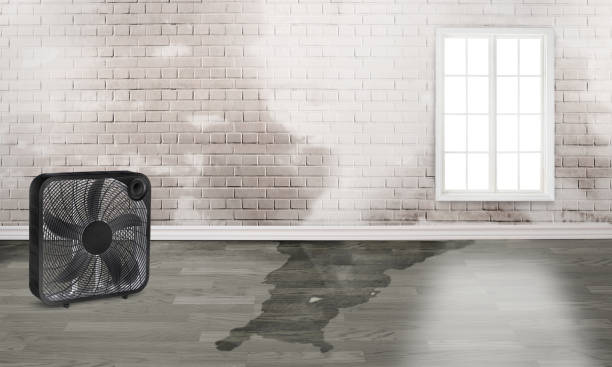 Best Mold removal after water damage  in Imperial, CA